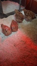 Kabir haan, Dieren en Toebehoren, Pluimvee, Mannelijk, Kip