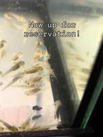 Axolotl babies, Dieren en Toebehoren, Amfibie, 0 tot 2 jaar