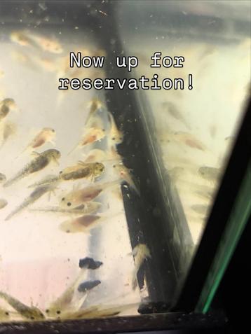 Axolotl babies beschikbaar voor biedingen