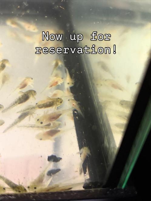 Axolotl babies, Dieren en Toebehoren, Reptielen en Amfibieën, Amfibie, 0 tot 2 jaar