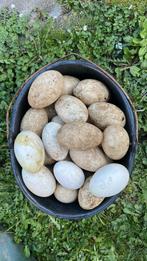 Witte ganzen eieren uitgeblazen, Verzenden, Nieuw