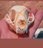 Mooie schedels van een kat / poes Taxidermie cat Skull, Ophalen of Verzenden, Hond of Kat, Schedel