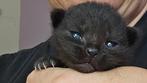 Ragdoll x  Europese korthaar kittens 3 beschikbaar, Meerdere dieren