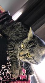 Tabby kat 7 maanden oud, Dieren en Toebehoren, Katten en Kittens | Raskatten | Korthaar, 0 tot 2 jaar, Ontwormd, Poes