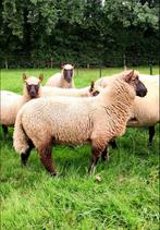 CLUN FOREST lammeren te koop, Dieren en Toebehoren, Schapen, Geiten en Varkens, Meerdere dieren, Schaap, 0 tot 2 jaar