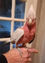 Lieve tamme rose kaketoe, Mannelijk, Papegaai, Geringd