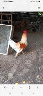 Lohmann Haan Groot Ras, Mannelijk, Kip