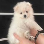 Pomeranian , dwergkees ,pomeriaan puppys aangeboden, Keeshond, 8 tot 15 weken, Meerdere, Meerdere dieren