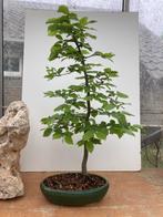 Bonsaï - Haagbeuk (Carpinus Betulus), Tuin en Terras, Planten | Bomen, In pot, Minder dan 100 cm, Halfschaduw, Overige soorten
