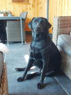 Verwacht: Boulab pups Berner Sennen x Labrador, Dieren en Toebehoren, Parvo, 8 tot 15 weken, Labrador retriever, Meerdere