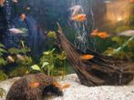 Jonge zwaarddragers, Dieren en Toebehoren, Vissen | Aquariumvissen, Vis