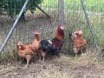 Groep Van Araucana Kippen / Groenleggers, Dieren en Toebehoren, Pluimvee, Vrouwelijk, Kip