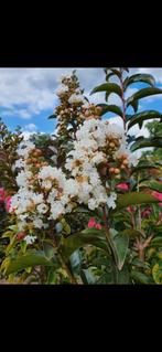Lagerstroemia Enduring White / grote bomen / 200-220 hoog ‼️, 250 tot 400 cm, Zomer, Ophalen, Volle zon