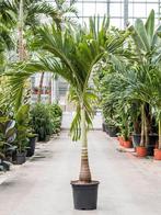 Kerstpalm palmboom zaden, Ophalen of Verzenden, Gehele jaar, Volle zon