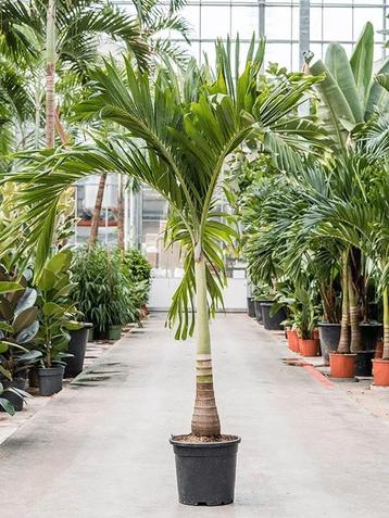 Kerstpalm palmboom zaden beschikbaar voor biedingen