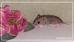 lieve en makke jonge Chinese dwerghamsters van Hamstery Suus, Vrouwelijk, Hamster, Tam