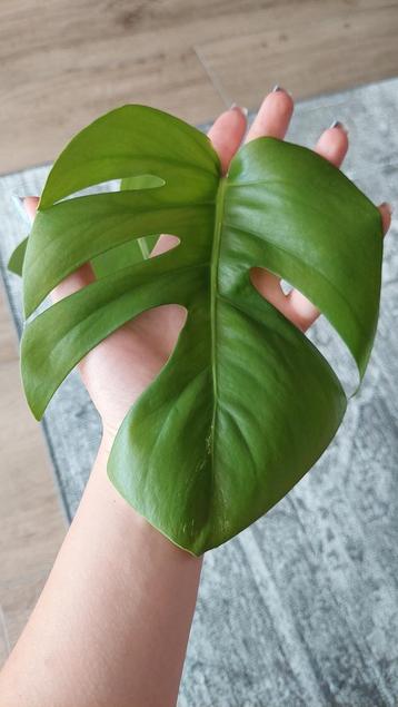 Stek Monstera Variegata stek nr. 7 vrijwel geen wit beschikbaar voor biedingen