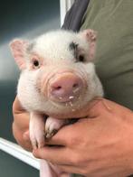Minivarkens | Jonge biggen in verschillende kleuren, Dieren en Toebehoren, Meerdere dieren, Varken, 0 tot 2 jaar