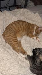 Poes 2 jaar, Dieren en Toebehoren, Katten en Kittens | Raskatten | Korthaar, Poes, Ontwormd, 0 tot 2 jaar