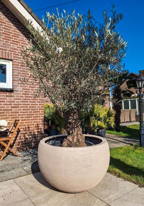 Exclusieve sierpotten van Luca lifestyle, Tuin en Terras, Bloembakken en Plantenbakken, Nieuw, Tuin, 60 cm of meer, 60 tot 100 cm