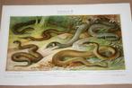 Antieke kleurenlitho - Euopese slangen - circa 1900, Antiek en Kunst, Kunst | Litho's en Zeefdrukken, Ophalen of Verzenden