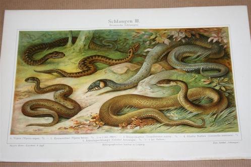 Antieke kleurenlitho - Euopese slangen - circa 1900, Antiek en Kunst, Kunst | Litho's en Zeefdrukken, Ophalen of Verzenden
