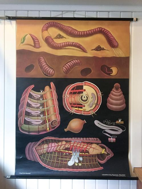 Vintage, retro schoolplaat Jung, Koch, Quentell De Regenworm, Antiek en Kunst, Antiek | Schoolplaten, Natuur en Biologie, Ophalen of Verzenden