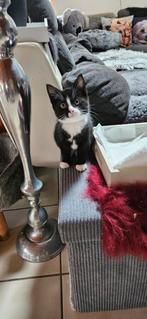 Mooi lieve kittens, moeder half Turkse angora en vader half, Dieren en Toebehoren, Katten en Kittens | Overige Katten, Meerdere dieren