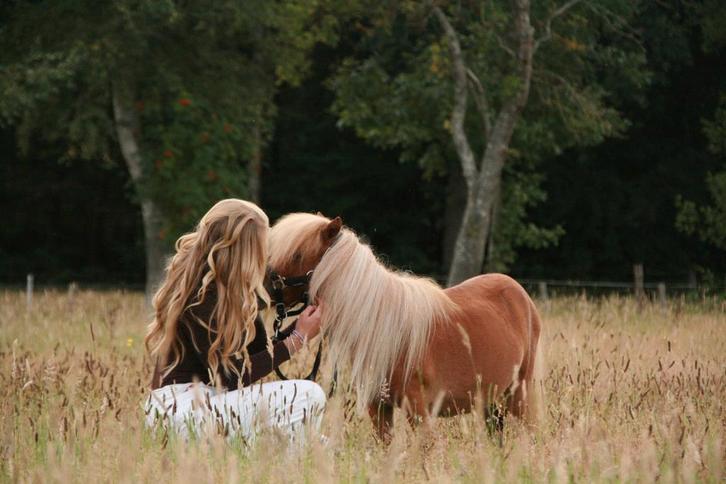 Verzorger gezocht shetlander hoogland, Dieren en Toebehoren, Paarden en Pony's | Overige Paardenspullen, Nieuw, Ophalen of Verzenden