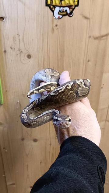 1.0. Pastel GHI Spark mannetje uit 2023 beschikbaar. beschikbaar voor biedingen