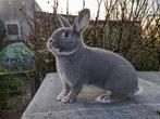 Parelfeh konijnen, Dieren en Toebehoren, Konijnen, Meerdere dieren, Middelgroot, 0 tot 2 jaar
