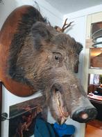 Opgezette wildzwijn, Verzamelen, Dierenverzamelingen, Ophalen of Verzenden, Gebruikt, Wild dier, Opgezet dier