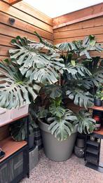 Grote Monstera te koop, Tuin en Terras, Planten | Bomen, Bloeit niet, Halfschaduw, Overige soorten, 100 tot 250 cm