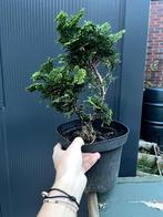 Cypress bonsai Chamaecyparis Obtusa Nana bonsai in pot, Vaste plant, Overige soorten, Ophalen, Bloeit niet