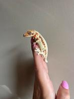 Wimpergekko red lilly white vrouw, Dieren en Toebehoren, Hagedis, Tam, 0 tot 2 jaar
