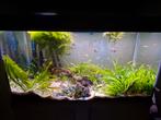 Lamprologus multifasciatus groep, Dieren en Toebehoren, Vissen | Aquariumvissen, Vis, Zoetwatervis, Schoolvis