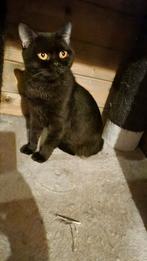 Black solid brits korthaar poesje 3 jaar met stamboom, Dieren en Toebehoren, Katten en Kittens | Raskatten | Korthaar, Met stamboom