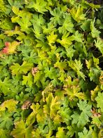 Geranium macrorrhizum, Ophalen of Verzenden, Zomer, Overige soorten, Volle zon