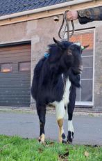 Te koop: Bonte bok, Dieren en Toebehoren, Mannelijk, Geit