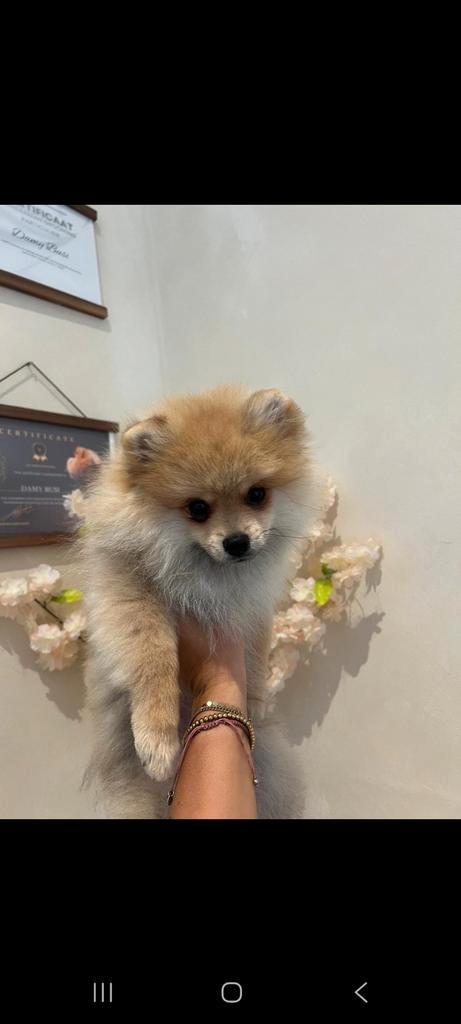 Pomeriaan 8 maanden, Dieren en Toebehoren, Honden | Poolhonden, Keeshonden en Oertypen, Reu, Keeshond, Particulier, Eén hond, Nederland