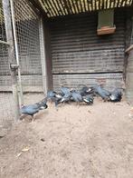 Blauwoor fazanten te koop, Dieren en Toebehoren, Pluimvee, Meerdere dieren, Overige soorten