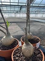 Caudex plant Pachypodium Succulentum( Zuid Afrika) 14 cm pot, Overige soorten, Ophalen of Verzenden, In pot, Minder dan 100 cm