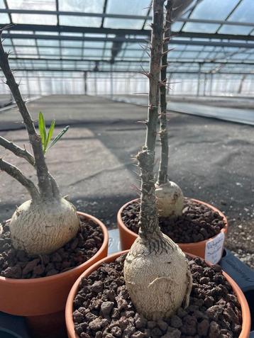 Caudex plant Pachypodium Succulentum( Zuid Afrika) 14 cm pot beschikbaar voor biedingen