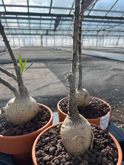 Caudex plant Pachypodium Succulentum( Zuid Afrika) 14 cm pot, Huis en Inrichting, Kamerplanten, Overige soorten, Minder dan 100 cm