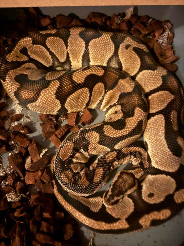 Pastel DH Clown Pied vrouw femalebreeder