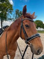 Brave E pony, Dieren en Toebehoren, 3 tot 6 jaar, Recreatiepony, Merrie, Gechipt