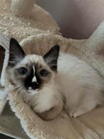 Heilige Birmaan x Ragdoll MAG NU VERHUIZEN, Dieren en Toebehoren, Katten en Kittens | Raskatten | Langhaar, Poes, Gechipt, 0 tot 2 jaar