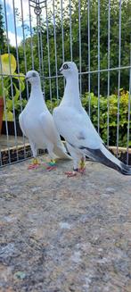 Wener hoogvlieger, Dieren en Toebehoren, Vogels | Duiven, Vrouwelijk, Postduif