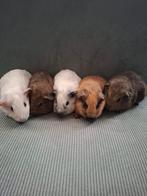 Mooie jonge california, agouti en witte cavia's, Dieren en Toebehoren, Knaagdieren, Meerdere dieren, Cavia, Na 1 juli 2024