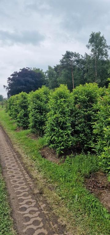 Portugese laurier haagplanten beschikbaar voor biedingen